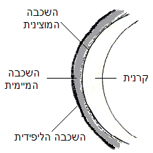 פס הדמעות